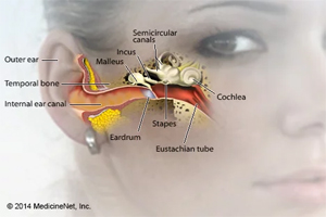 ساختار گوش انسان